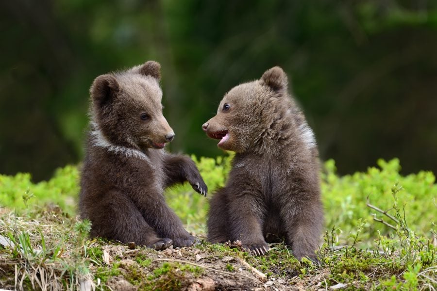 Photography of baby bear in Romanian forests 4Venture adventure tour